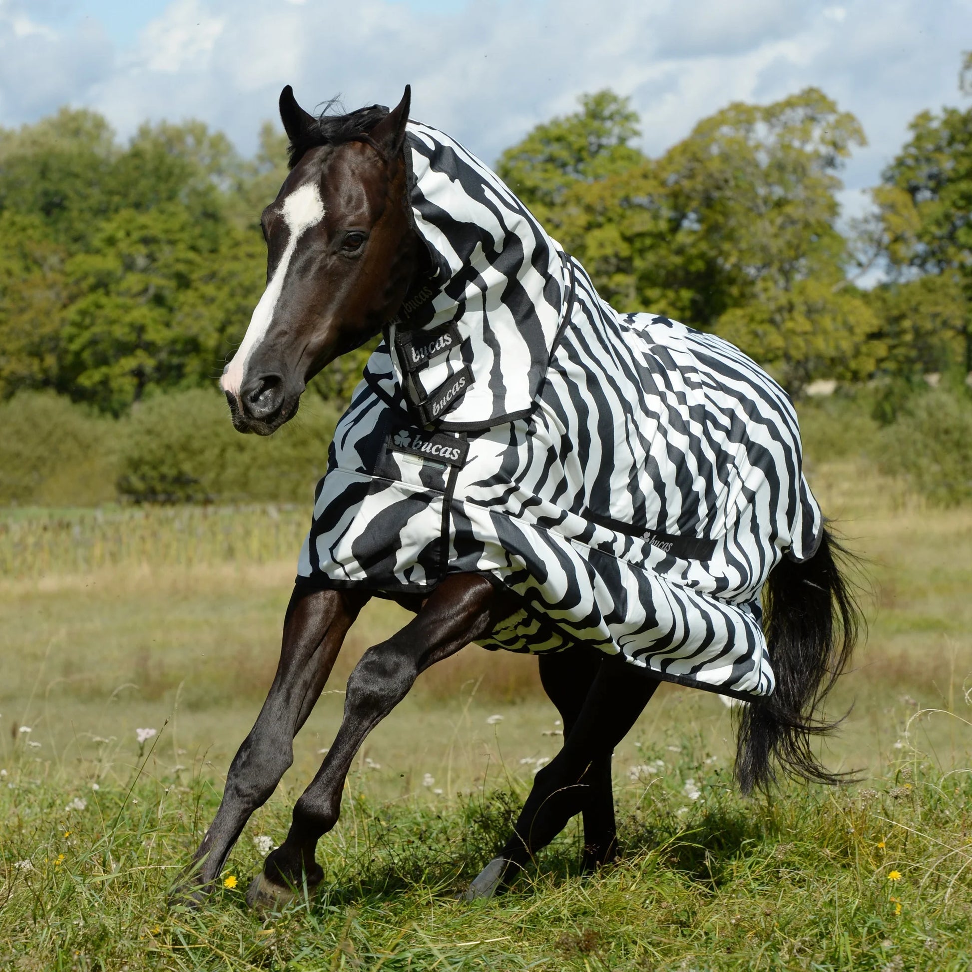 Toklat Bucas Sweet Itch Zebra Horse Fly Sheet with Full Neck - UV Protection - Multiple Sizes