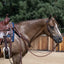 Weaver Leather Austin Flat Sliding Ear Headstall