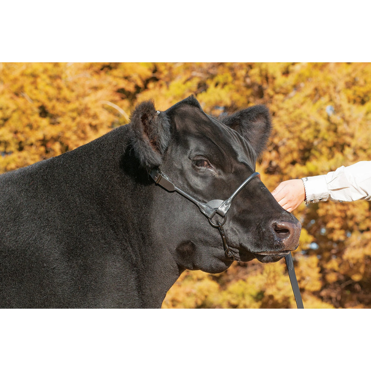 Weaver Leather Black Magic Show Halter