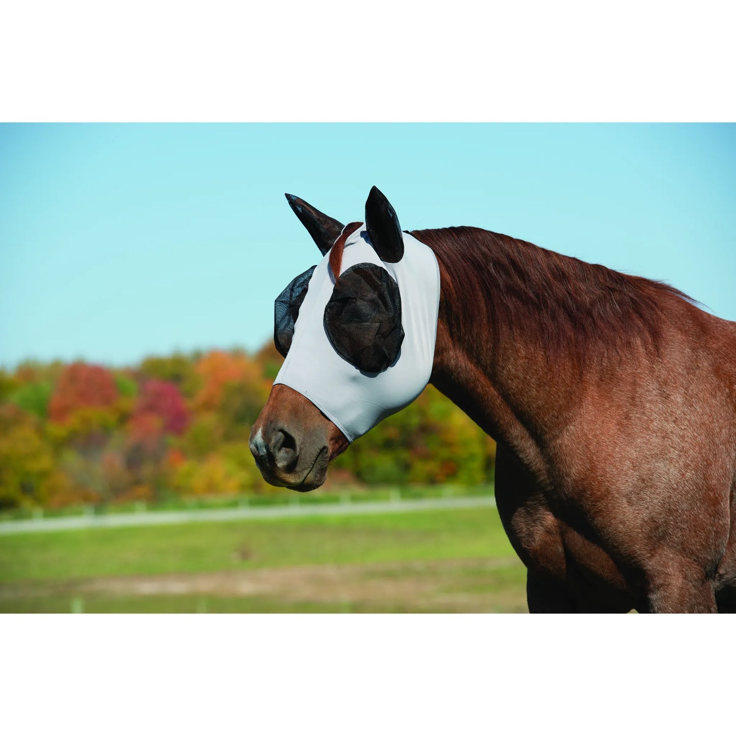Chestnut horse wearing a light grey Weaver Leather Lycra Fly Mask with protective black mesh over the eyes and ears. This snug-fit, stretchy horse fly mask provides ultimate protection from pests while ensuring comfort in the field. Perfect for fly season, the mask is shown in a beautiful outdoor pasture setting with autumn trees and a clear blue sky. Essential equestrian gear for horse owners looking for durability and style.
