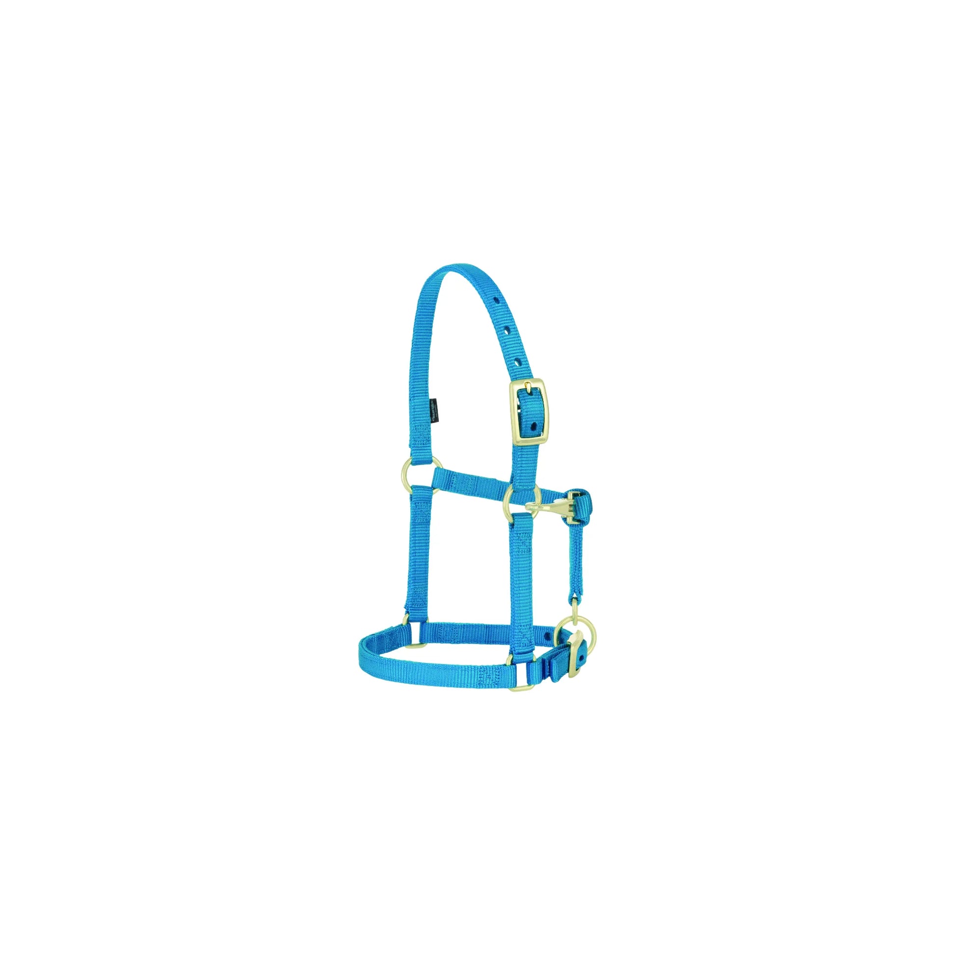 Weaver Leather Original 3/4" Adjustable Nylon Horse Halter in vibrant Cyan. This turquoise halter features durable nylon webbing with premium brass-plated hardware and heat-sealed buckle holes. Designed for a perfect fit on weanlings, sucklings, or Arabian horses, this high-quality equestrian tack is ideal for daily use and training. Features box-stitched stress points for long-lasting durability.