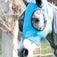 Professional's Choice Comfort Fit Horse Lycra Fly Mask with Ears All Sizes - Hooves and Paws