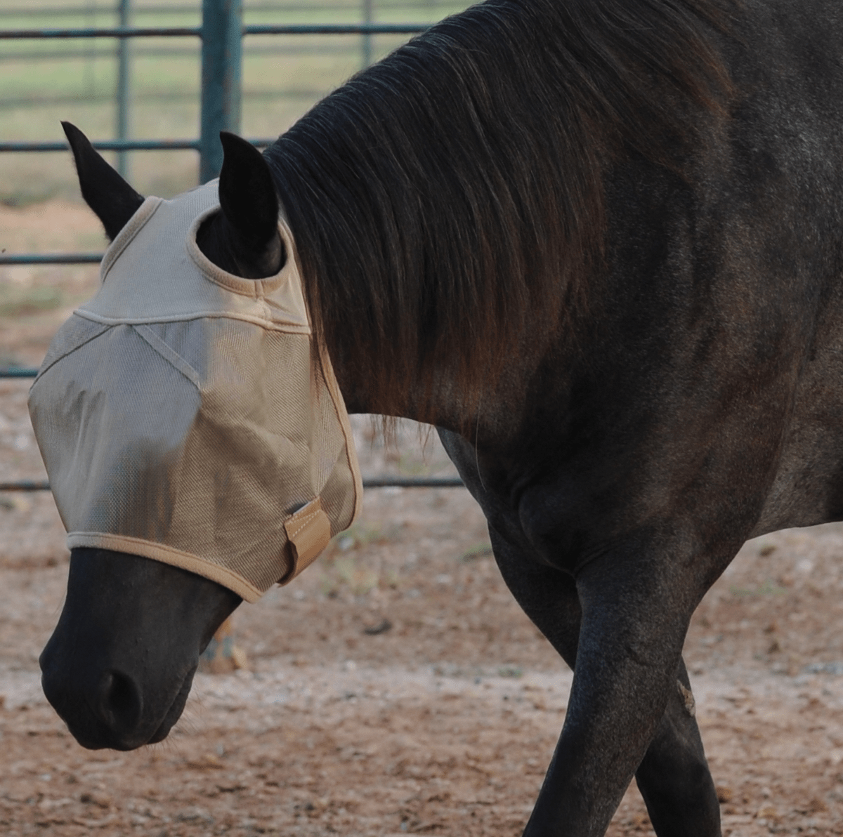 Cashel Econo Horse Equine Sun Fly Mask With UV Protection - Hooves and Paws