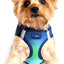 Doggie Design American River Dog Harness Ombre Collection - Hooves and Paws