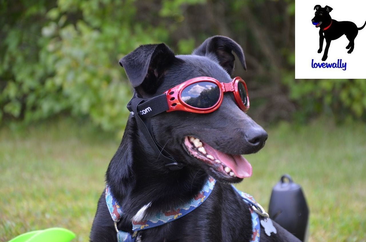 LoveWally Dog Goggles Sunglasses Outdoor Adventure Gear - Hooves and Paws
