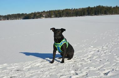 Doggie Design American River Dog Harness Ombre Collection - Hooves and Paws