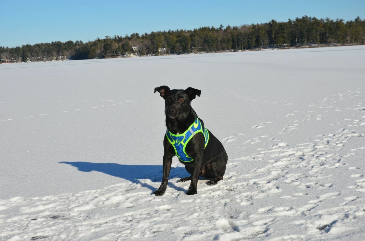 Doggie Design American River Ultra Choke Free Dog Harness - Hooves and Paws