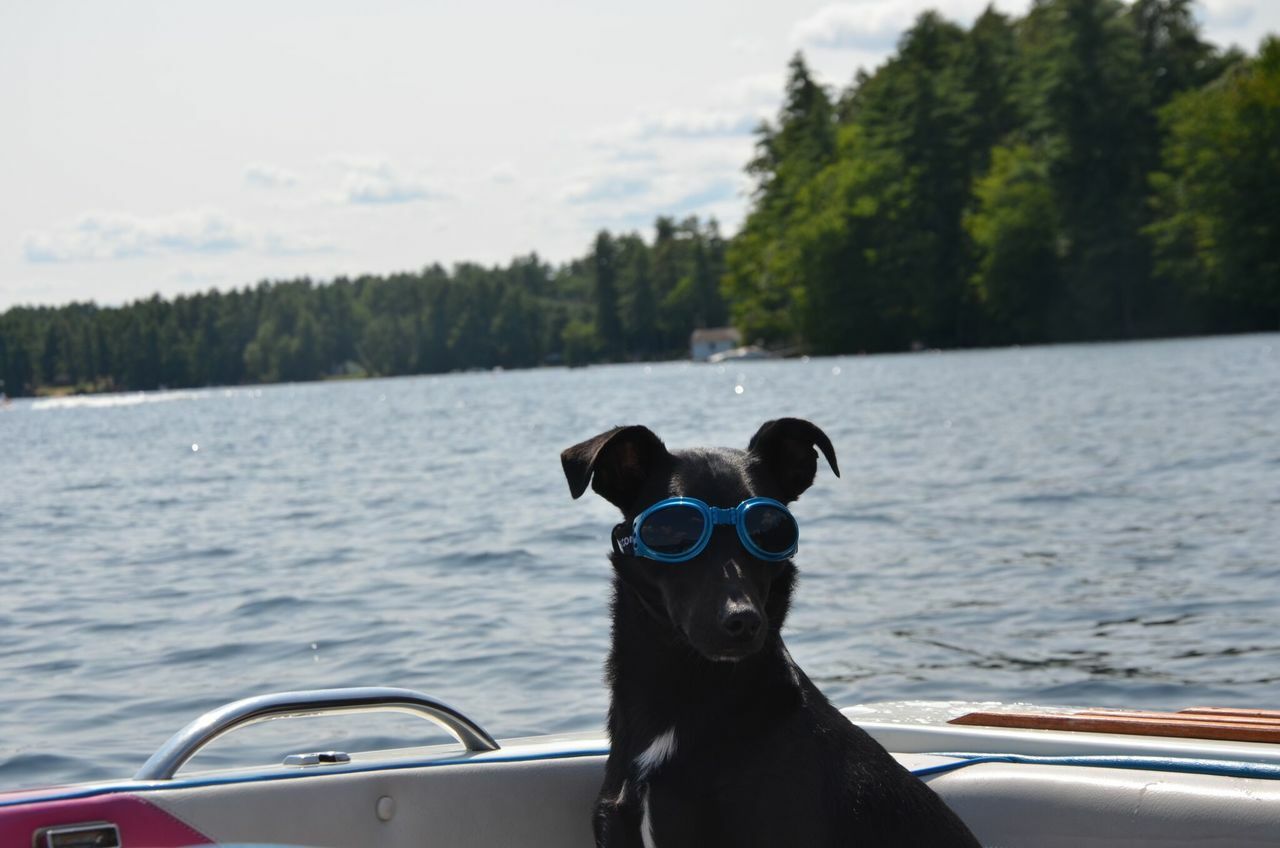 LoveWally Dog Goggles Sunglasses Outdoor Adventure Gear - Hooves and Paws