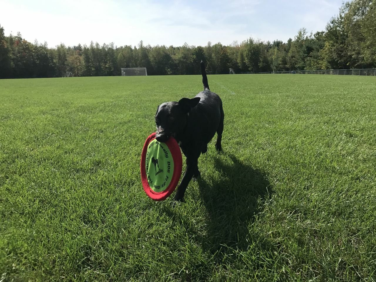 LoveWally The Original Soft Bite Floppy Disc Flyer Outdoor Adventure Gear Dog Toy - Hooves and Paws