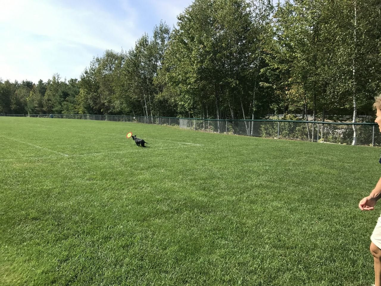 LoveWally The Original Soft Bite Floppy Disc Flyer Outdoor Adventure Gear Dog Toy - Hooves and Paws