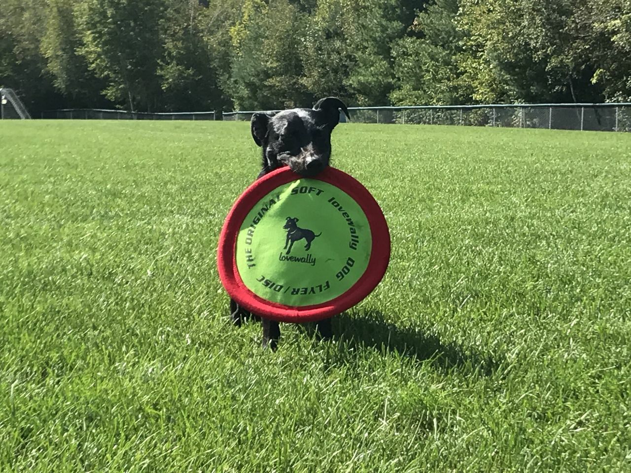 LoveWally The Original Soft Bite Floppy Disc Flyer Outdoor Adventure Gear Dog Toy - Hooves and Paws