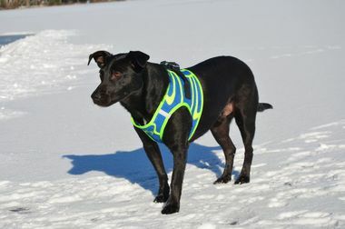 Doggie Design American River Dog Harness Ombre Collection - Hooves and Paws