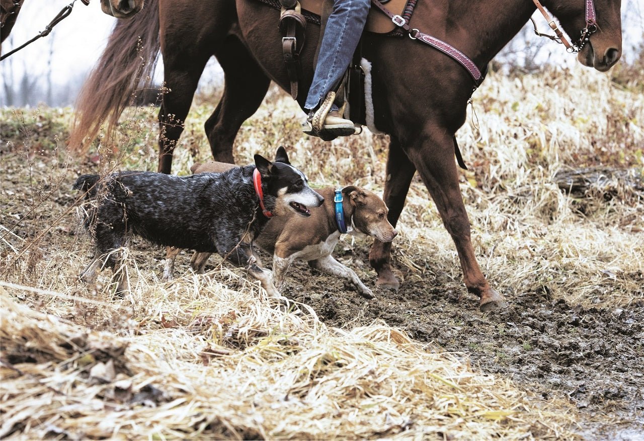Weaver Terrain D.O.G. Durable Pet Outdoor Gear Reflective Neoprene Lined Collars - Hooves and Paws