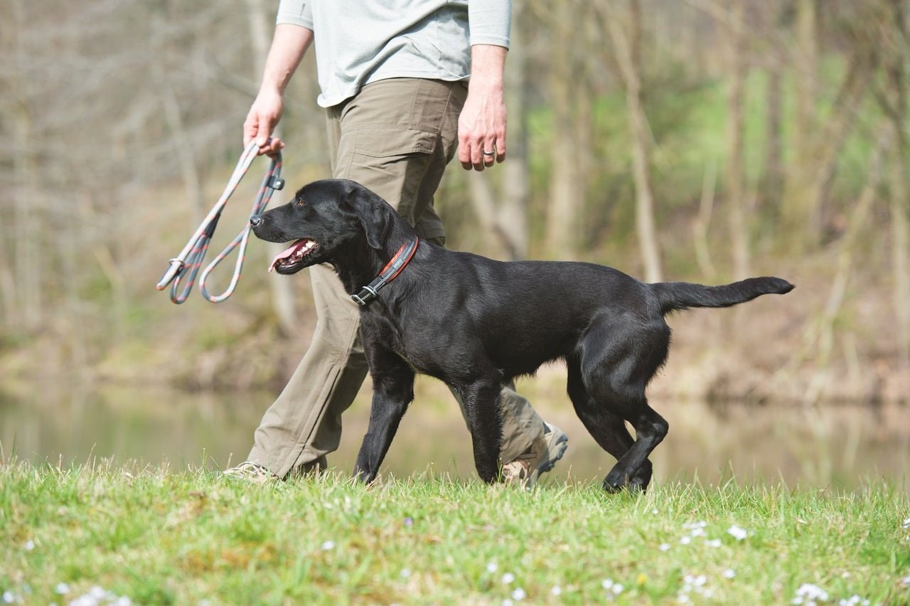 Weaver Terrain D.O.G. Durable Pet Outdoor Gear Reflective Neoprene Lined Collars - Hooves and Paws