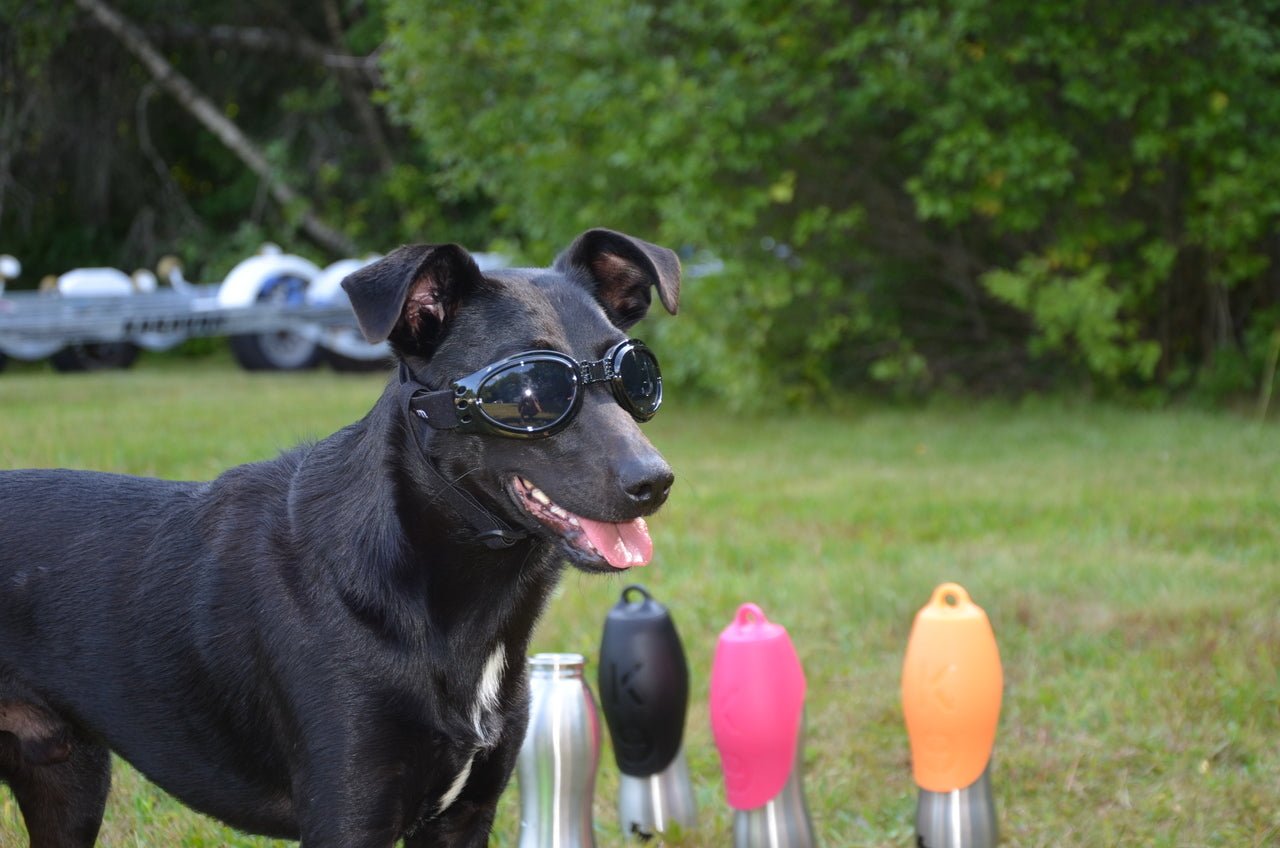 LoveWally Dog Goggles Sunglasses Outdoor Adventure Gear - Hooves and Paws