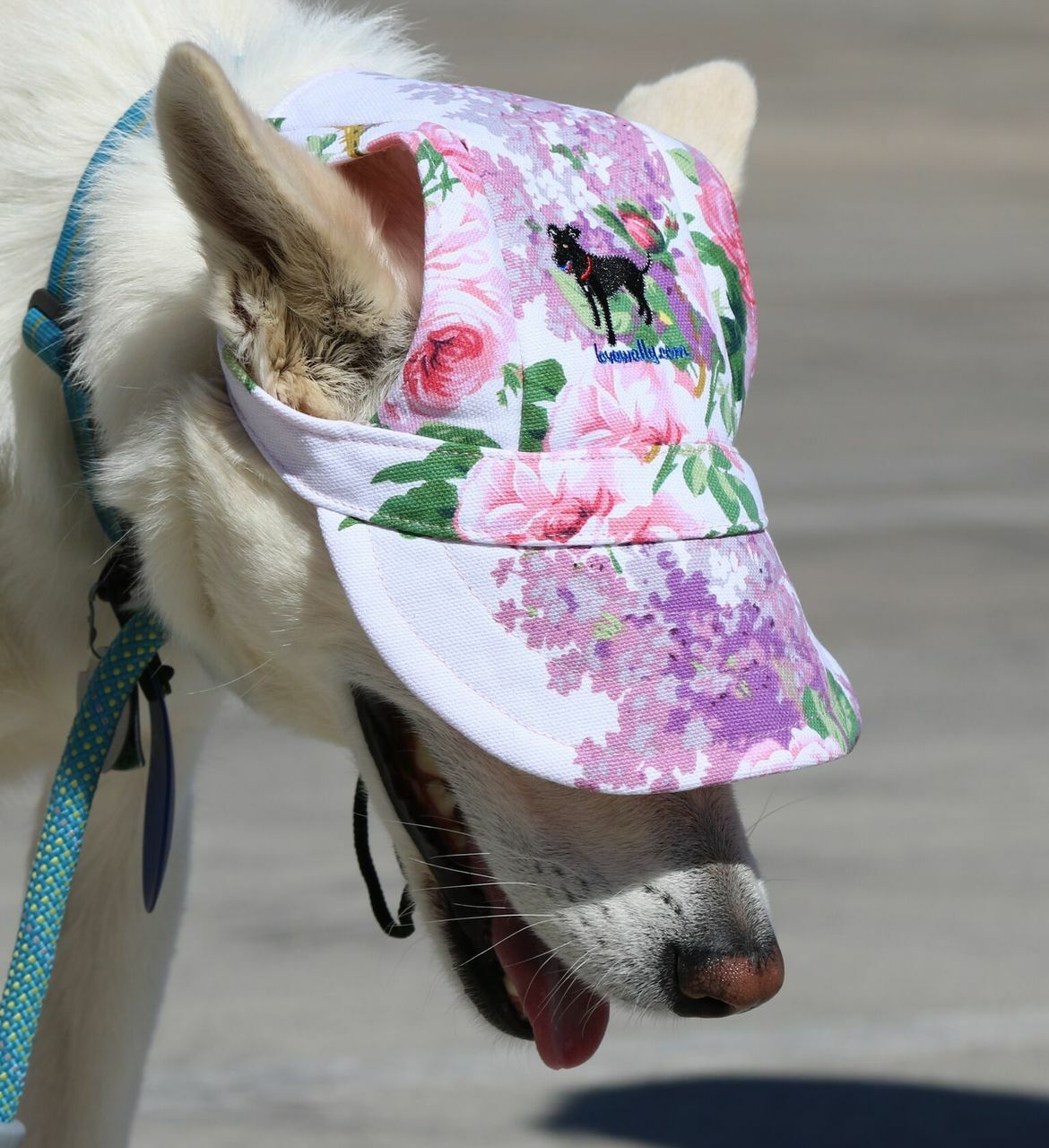 Dog Outdoor Adventure Gear Embroidered Pet Hat LoveWally Adjustable - Hooves and Paws