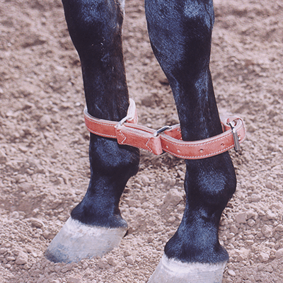 Martin Saddlery Harness Hobbles - Hooves and Paws