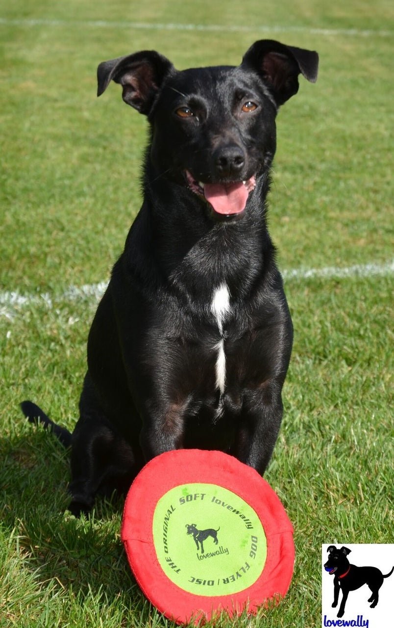 LoveWally The Original Soft Bite Floppy Disc Flyer Outdoor Adventure Gear Dog Toy - Hooves and Paws