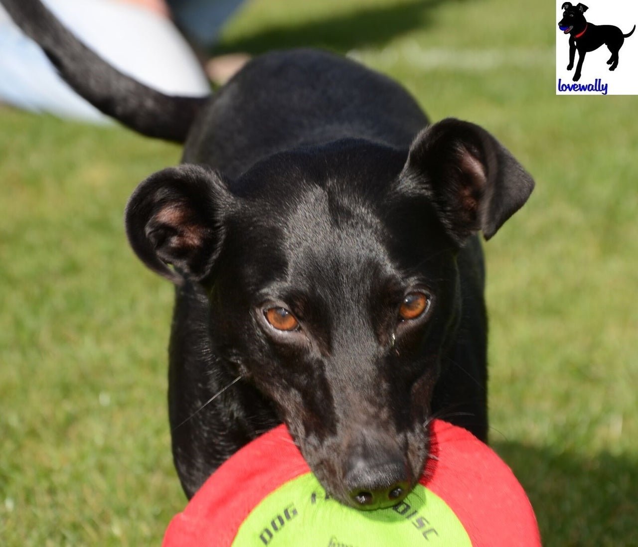 LoveWally The Original Soft Bite Floppy Disc Flyer Outdoor Adventure Gear Dog Toy - Hooves and Paws
