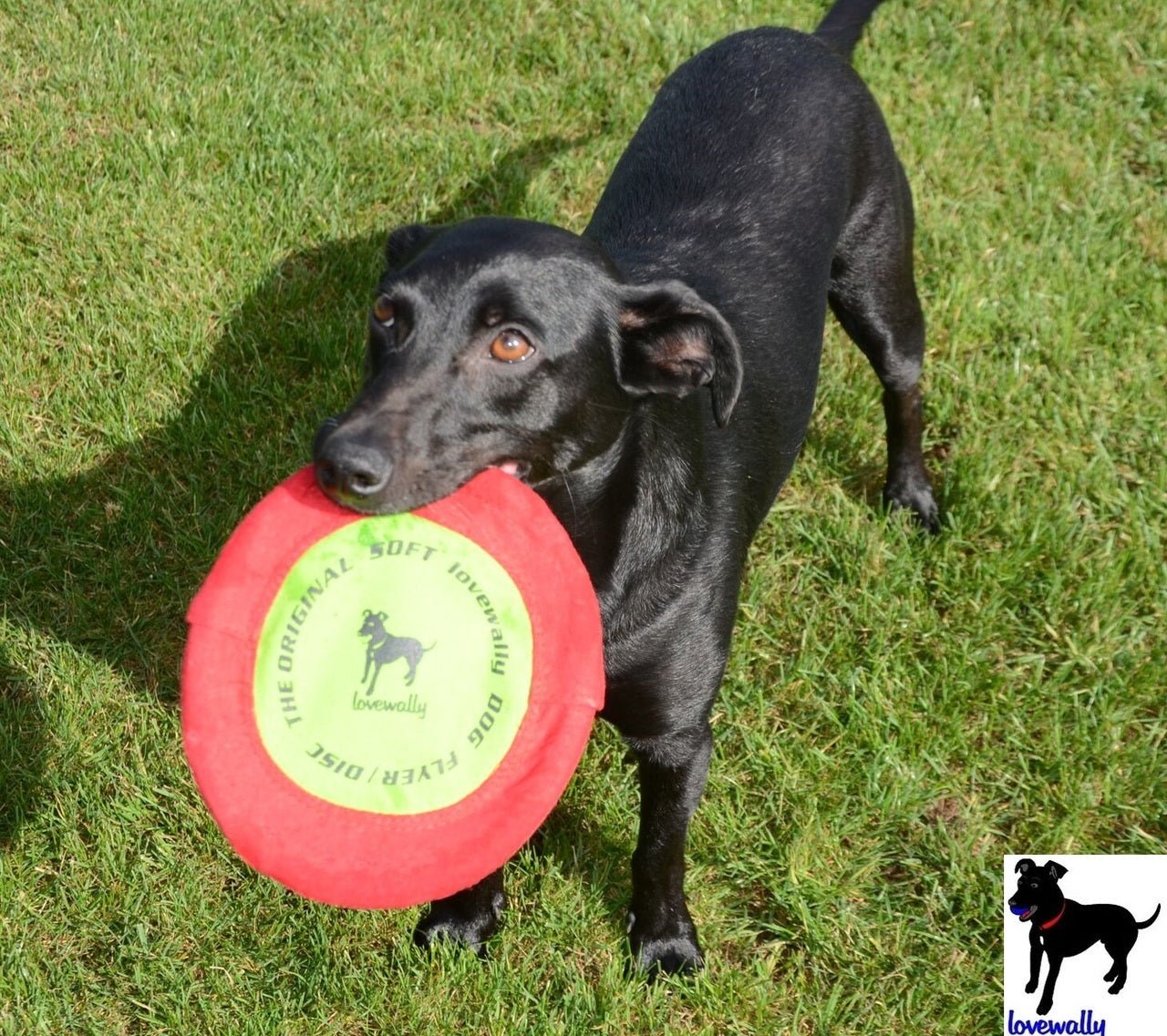 LoveWally The Original Soft Bite Floppy Disc Flyer Outdoor Adventure Gear Dog Toy - Hooves and Paws