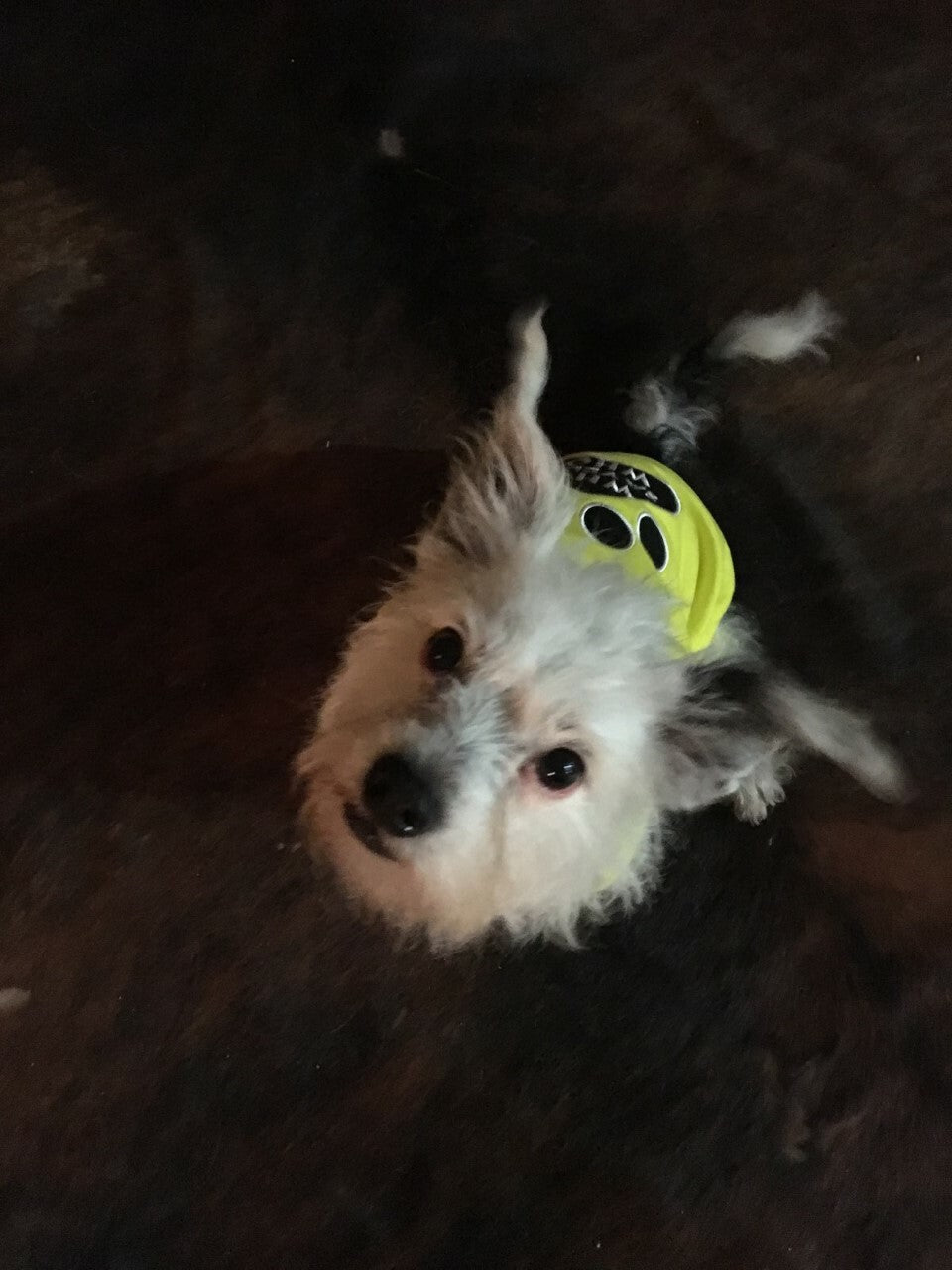 Parisian Pet Boss Embroidered Tshirt - Hooves and Paws