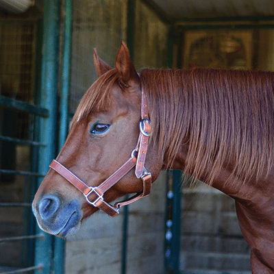Classic Equine Halter Brown Harness 1 - Hooves and Paws