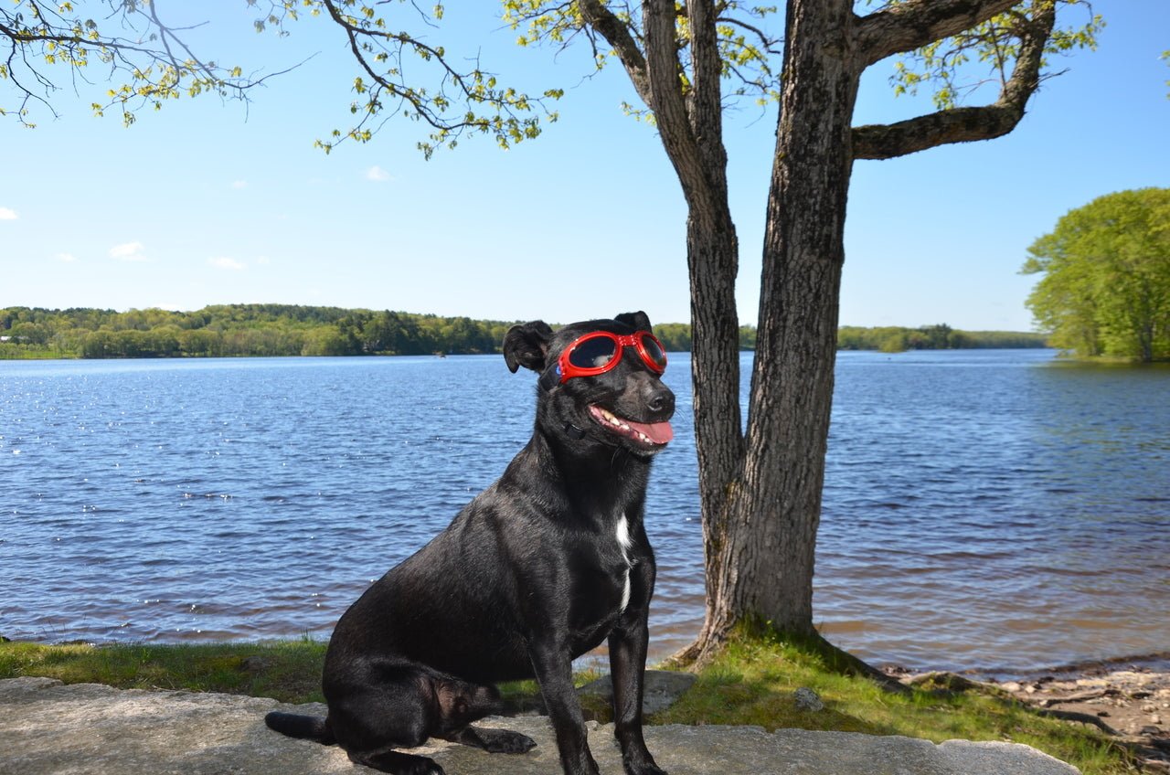 LoveWally Dog Goggles Sunglasses Outdoor Adventure Gear - Hooves and Paws