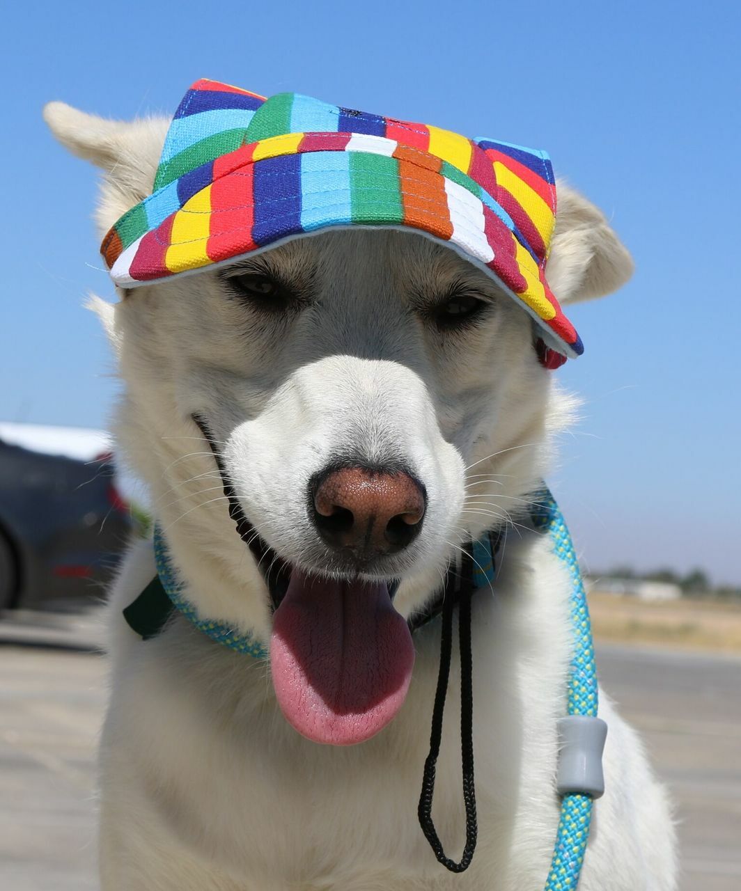 Dog Outdoor Adventure Gear Embroidered Pet Hat LoveWally Adjustable - Hooves and Paws