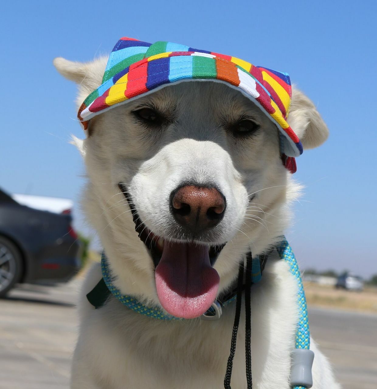 Dog Outdoor Adventure Gear Embroidered Pet Hat LoveWally Adjustable - Hooves and Paws