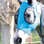 Professional's Choice Comfort Fit Horse Lycra Fly Mask with Ears All Sizes - Hooves and Paws