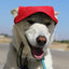 Dog Outdoor Adventure Gear Embroidered Pet Hat LoveWally Adjustable - Hooves and Paws