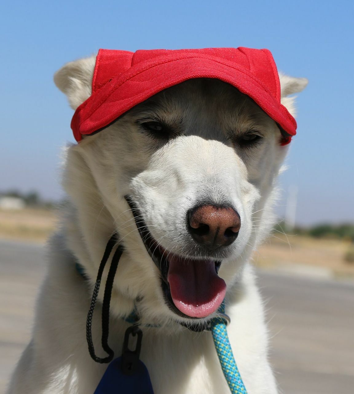 Dog Outdoor Adventure Gear Embroidered Pet Hat LoveWally Adjustable - Hooves and Paws