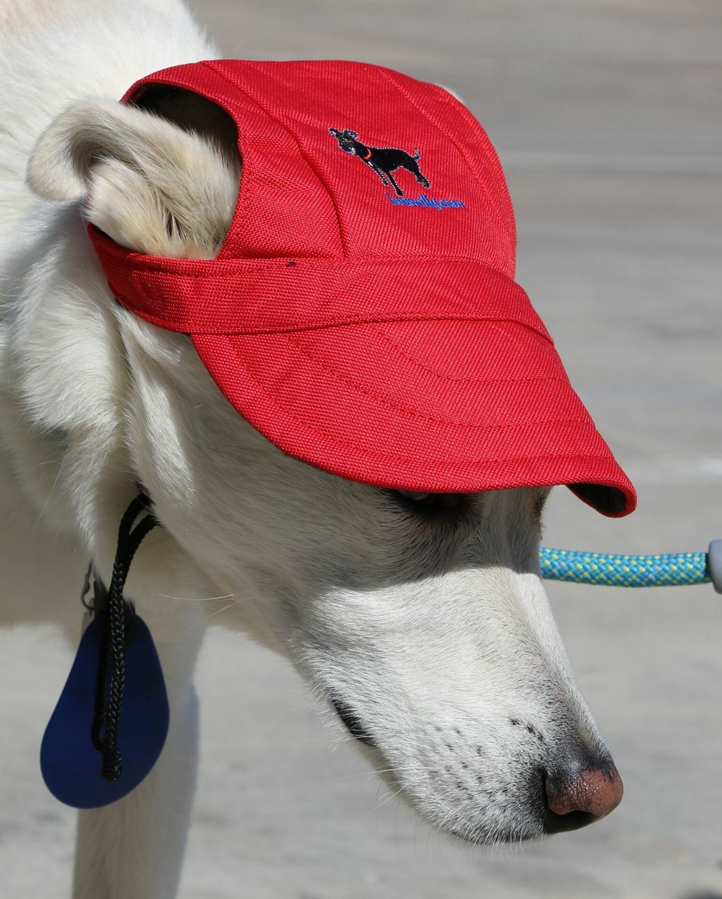 Dog Outdoor Adventure Gear Embroidered Pet Hat LoveWally Adjustable - Hooves and Paws