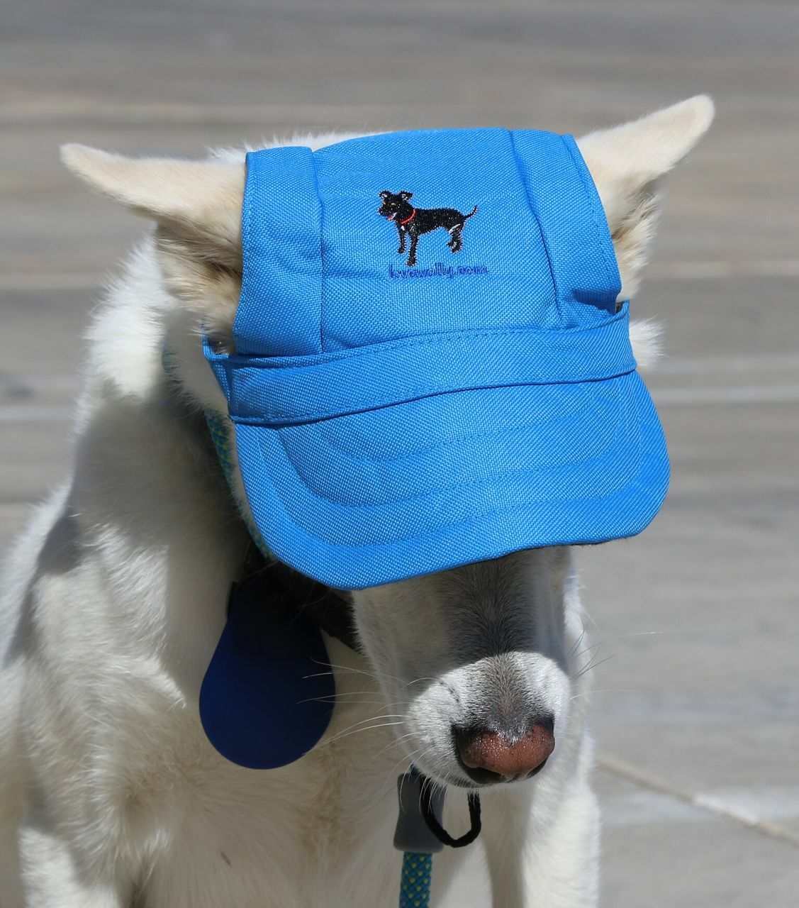 Dog Outdoor Adventure Gear Embroidered Pet Hat LoveWally Adjustable - Hooves and Paws