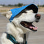 Dog Outdoor Adventure Gear Embroidered Pet Hat LoveWally Adjustable - Hooves and Paws