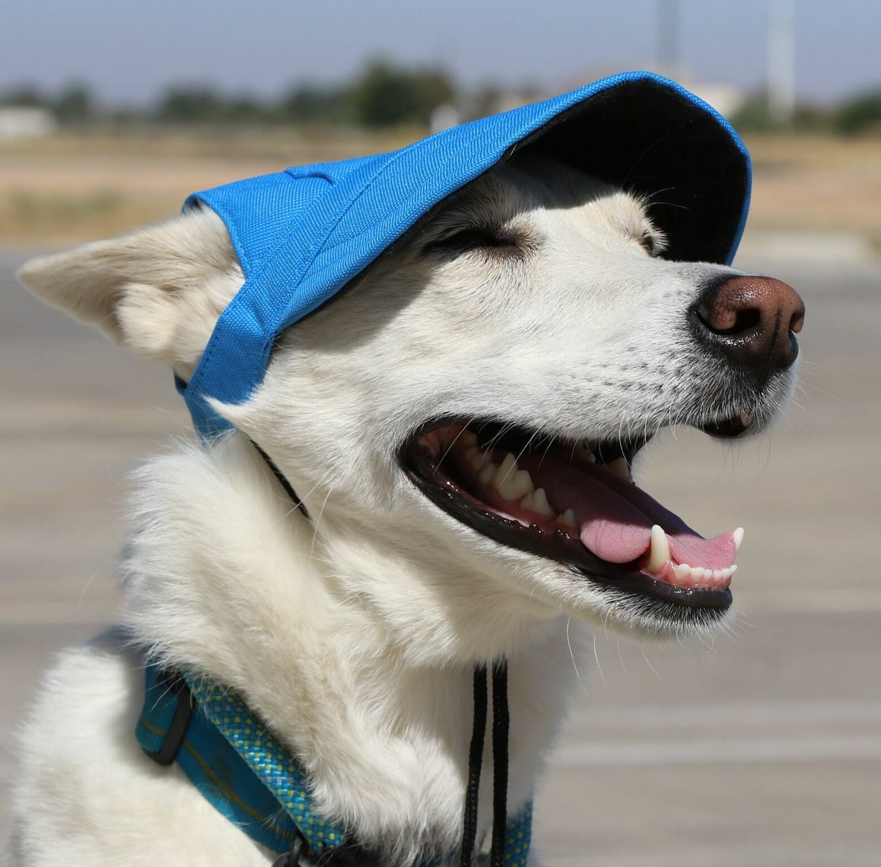 Dog Outdoor Adventure Gear Embroidered Pet Hat LoveWally Adjustable - Hooves and Paws