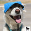 Dog Outdoor Adventure Gear Embroidered Pet Hat LoveWally Adjustable - Hooves and Paws