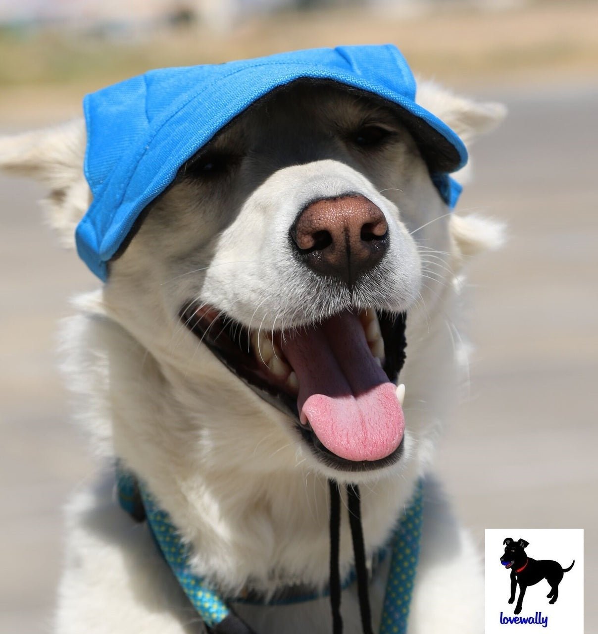 Dog Outdoor Adventure Gear Embroidered Pet Hat LoveWally Adjustable - Hooves and Paws