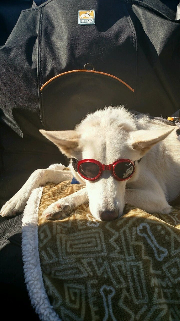 LoveWally Dog Goggles Sunglasses Outdoor Adventure Gear - Hooves and Paws