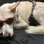 LoveWally Dog Goggles Sunglasses Outdoor Adventure Gear - Hooves and Paws