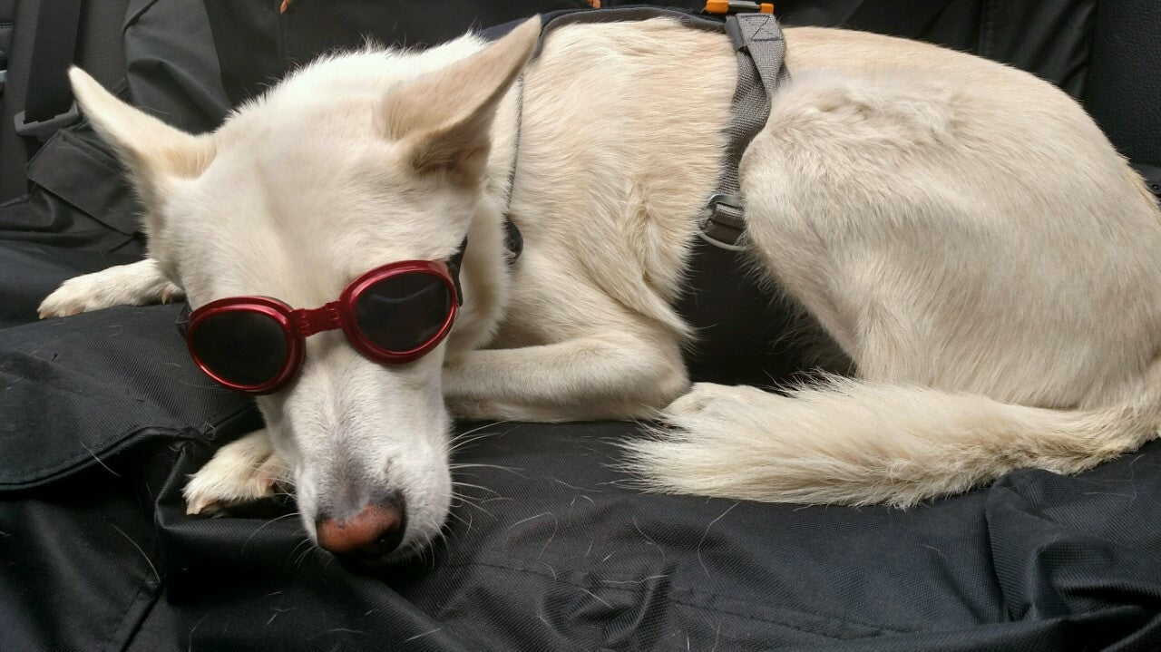 LoveWally Dog Goggles Sunglasses Outdoor Adventure Gear - Hooves and Paws