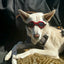 LoveWally Dog Goggles Sunglasses Outdoor Adventure Gear - Hooves and Paws