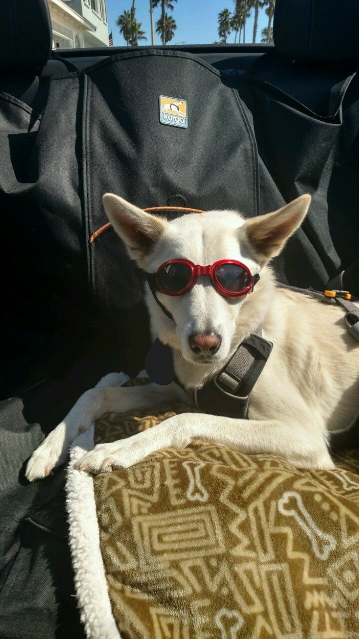 LoveWally Dog Goggles Sunglasses Outdoor Adventure Gear - Hooves and Paws