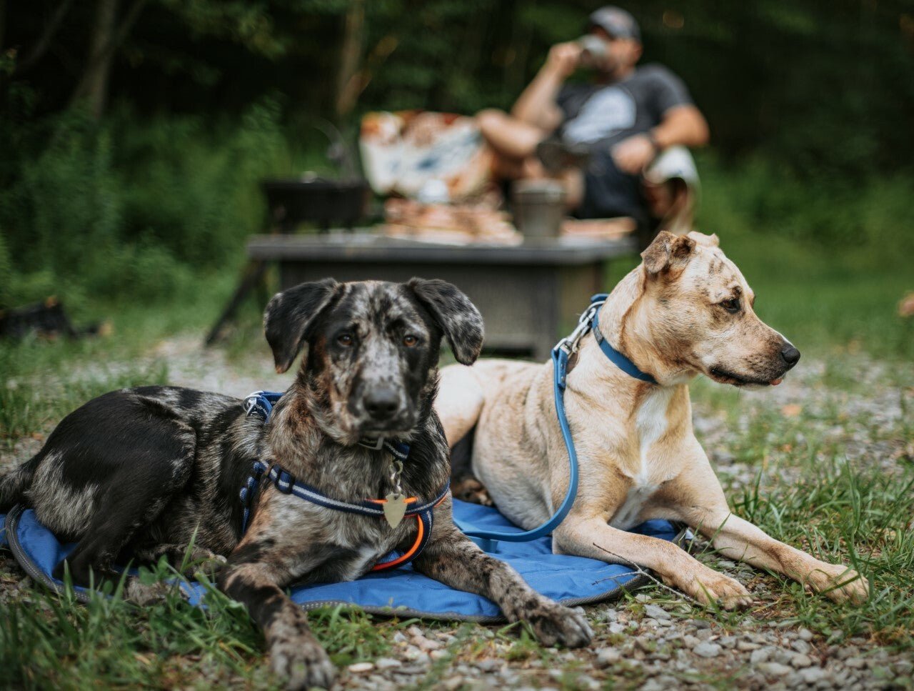 Weaver Terrain D.O.G. Durable Pet Outdoor Gear Reflective Neoprene Lined Harness - Hooves and Paws