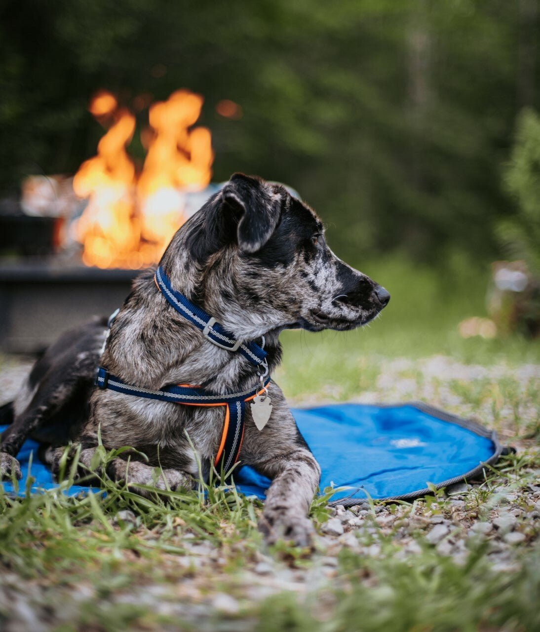 Weaver Terrain D.O.G. Durable Pet Outdoor Gear Reflective Neoprene Lined Leash - Hooves and Paws