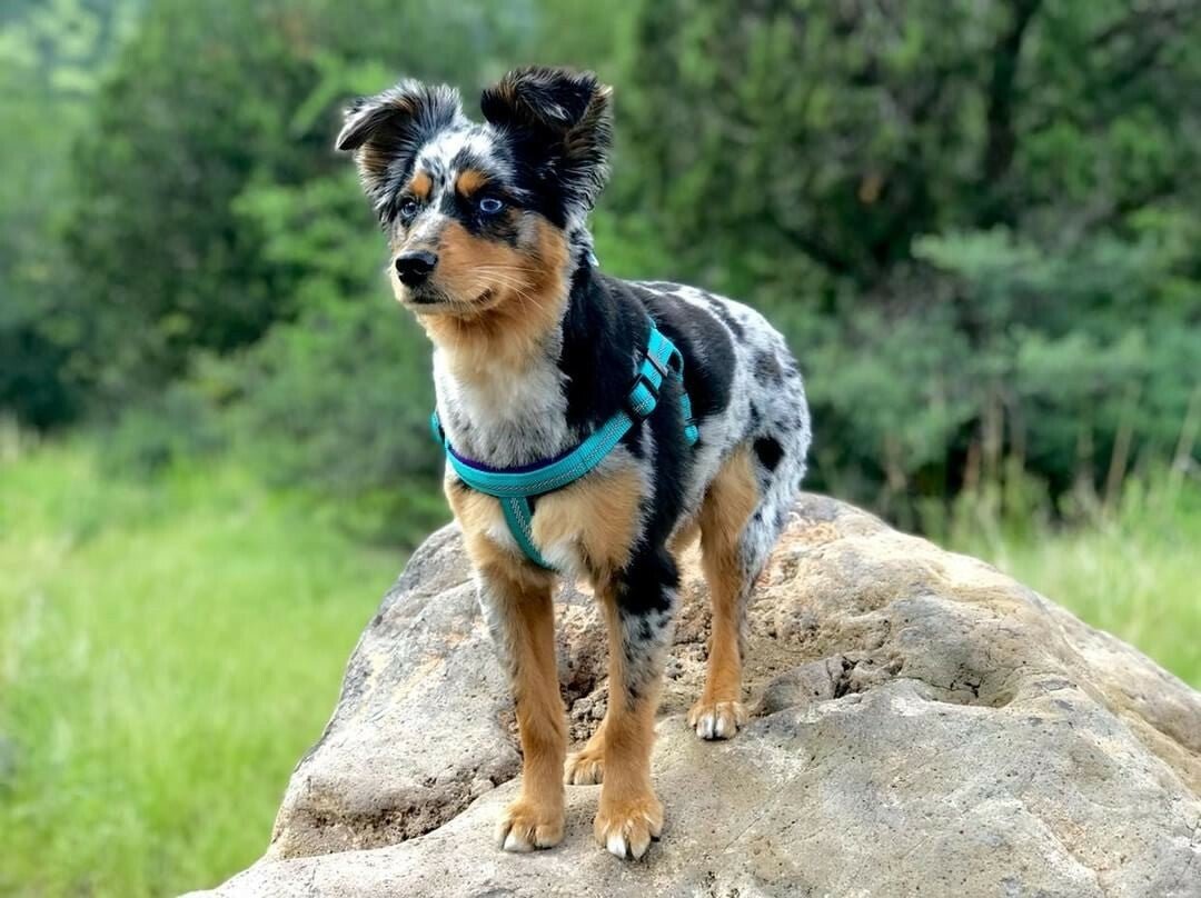 Weaver Terrain D.O.G. Durable Pet Outdoor Gear Reflective Neoprene Lined Collars - Hooves and Paws