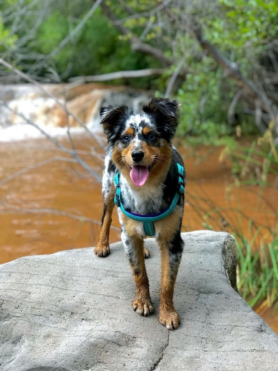 Weaver Terrain D.O.G. Durable Pet Outdoor Gear Reflective Neoprene Lined Collars - Hooves and Paws