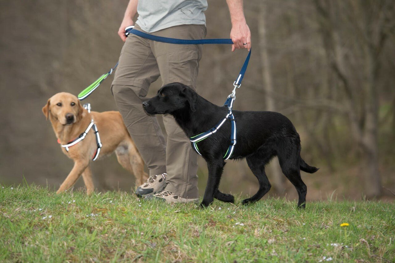 Weaver Terrain D.O.G. Durable Pet Outdoor Gear Reflective Neoprene Lined Leash - Hooves and Paws