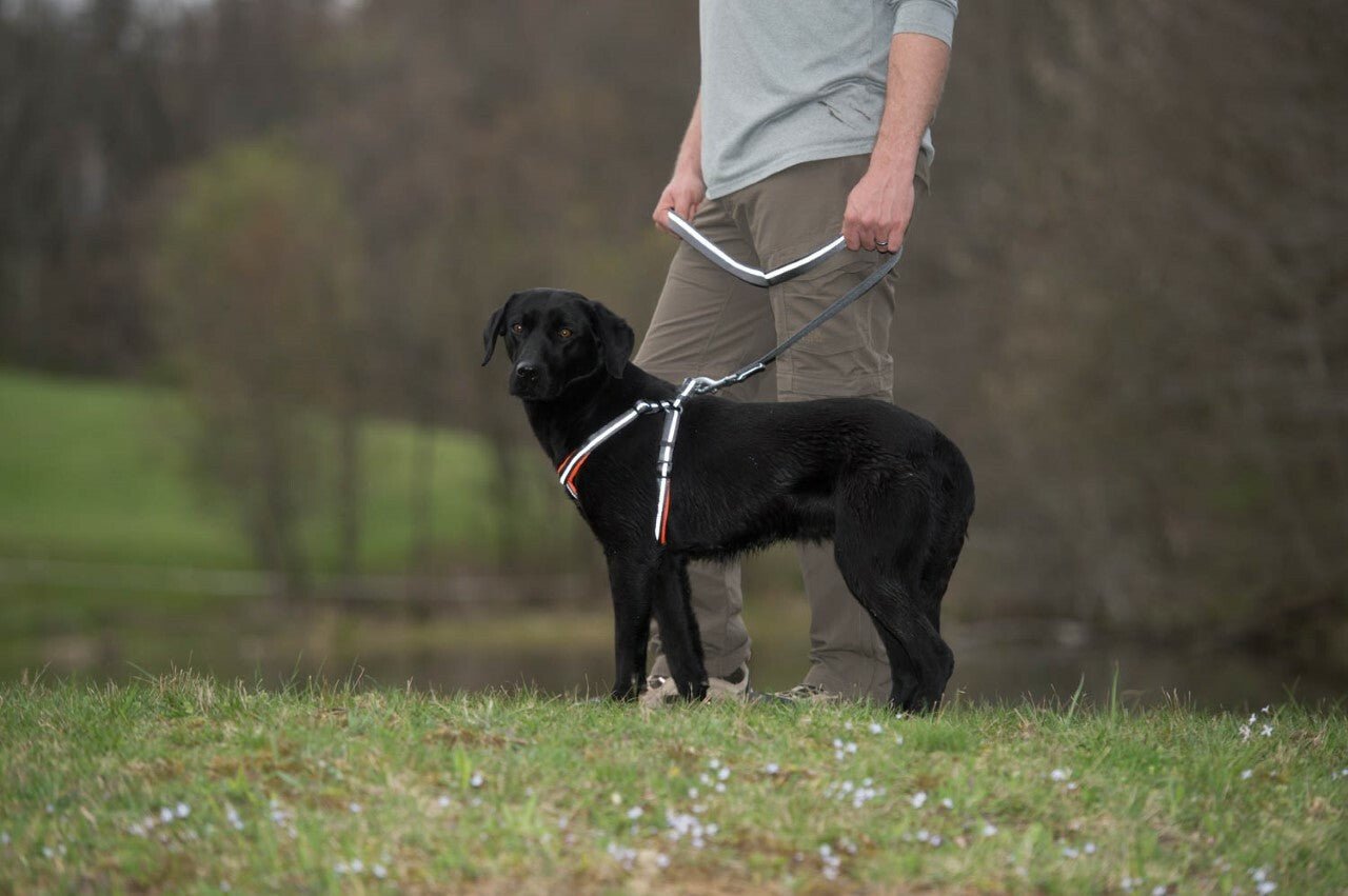 Weaver Terrain D.O.G. Durable Pet Outdoor Gear Reflective Neoprene Lined Leash - Hooves and Paws