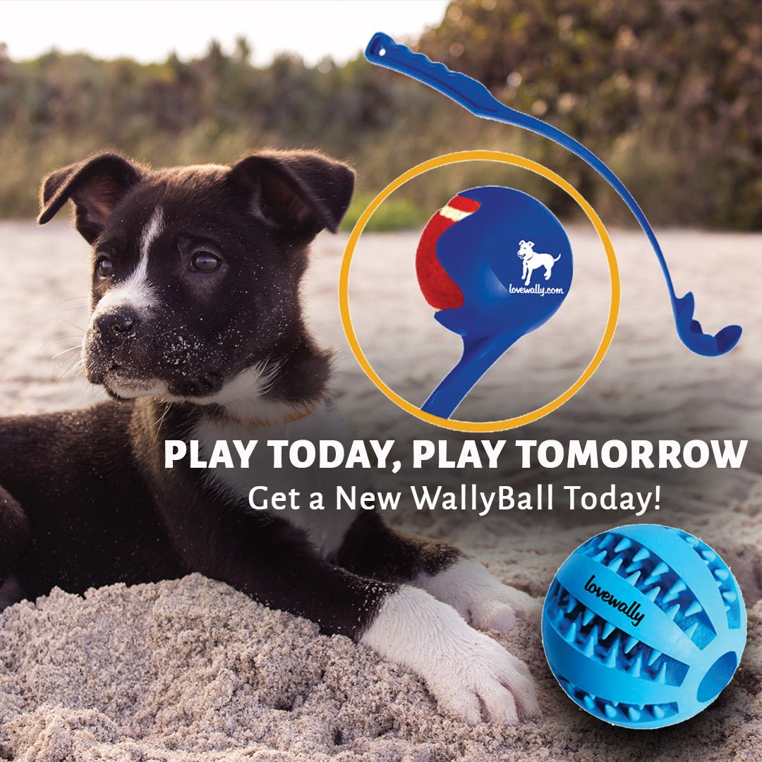 Wally Ball Launcher Dog Toy 19.5” LoveWally Fetch & Retrieve - Hooves and Paws